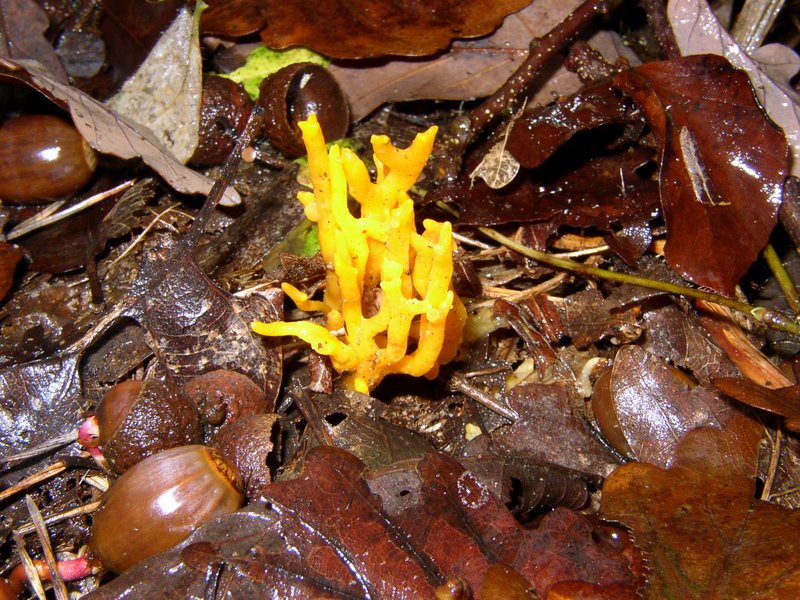 Calocera viscosa 01